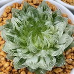 Haworthia LED variegated Mother Plant Cooperi var Picturata variegated