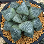 Haworthia Comptoniana Hagiwara
