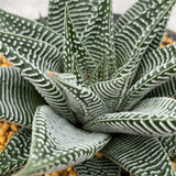 Haworthia Hard Leaf Limifolia 'Striata' Big Size