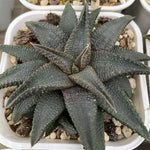 Haworthia Hard Leaf Koelmaniorum Variegated Big Size