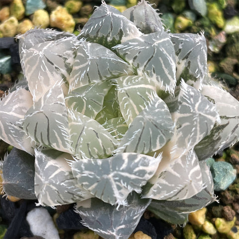 Haworthia Cooperi Autumn Memorial variegated