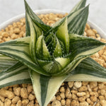 Pearl Aloe variegated Small Size