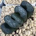 Haworthia Truncata