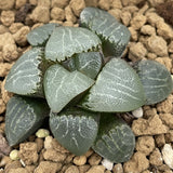 Haworthia Correcta 'Moon Stone'