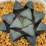 Haworthia Bayeri Correcta