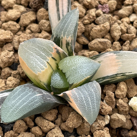 Haworthia Correcta variegated