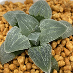 Haworthia Pygmaea 'Blue'