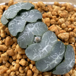 Haworthia Truncata Jade Peak