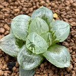 Haworthia Corn Poppy