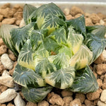 Haworthia Cooperi Variegated