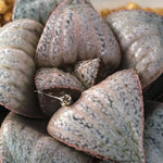 Haworthia Splendens 'Taj Mahal'