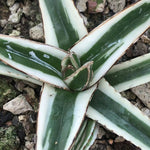 Haworthia 'Agave Victoria'