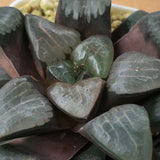 Haworthia Correcta 'Konaha'