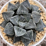 Haworthia Pygmaea 'Yukihime'