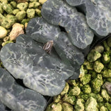 Haworthia Truncata 'Jade Glaze'