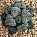 Haworthia 'Angel' Other