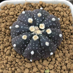 Haworthia Echinopsis tubiflora Other