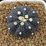 Haworthia Echinopsis tubiflora Other
