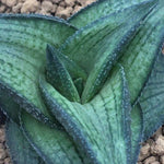 Haworthia Hard Leaf 'Suiga'
