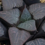 Haworthia Correcta  'Cupid'