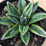 Haworthia Agave Victoriae-reginae 'Kizan'