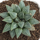 Haworthia Wimii Hell Envoy