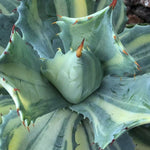Haworthia 'Agave Potatorum variegated'