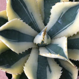 Haworthia Agave Potatorum 'Kichiokan'