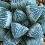 Haworthia 'White Peach' Other