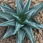 Haworthia Variegated Subgenus Hexanngularis 'Maboroshi-no-Tou'