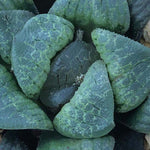 Haworthia 'Mangekyo' Other