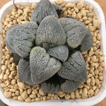 Haworthia Pygmaea 'Hakugin Testudou'