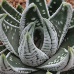 Haworthia Hard Leaf 'Kotei' 'Emperor'