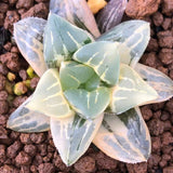 Haworthia Variegated 'Mutica'