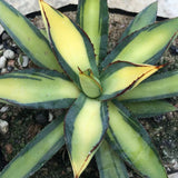 Haworthia 'Agave Burnt Burgundy'