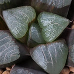 Haworthia Correcta 'Heart'