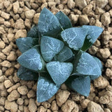 Haworthia Correcta 'White Monster God'