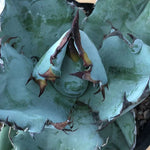 Haworthia Agave Titanota Blue Whale