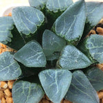 Haworthia Correcta  'Ready Stock'