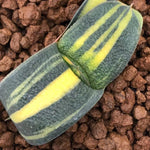 Haworthia Gasteria Variegated 'Junpei'