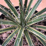 Haworthia 'Agave Schidigera variegated'