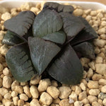 Haworthia Correcta 'Blue bird'