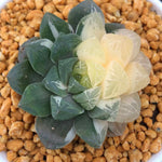Haworthia Cooperi Variegated 'Marin'