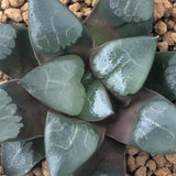 Haworthia Correcta