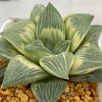 Haworthia 'Milky Way' Variegated