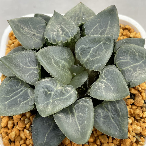 Haworthia Correcta Quartz Big Size