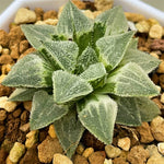 Haworthia Wimii Variegated