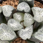 Haworthia Maughanii 'Shirotae'