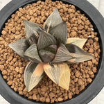 Haworthia Retusa variegated plant from offsets