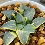 Haworthia Correcta Variegated Plant from Seeds